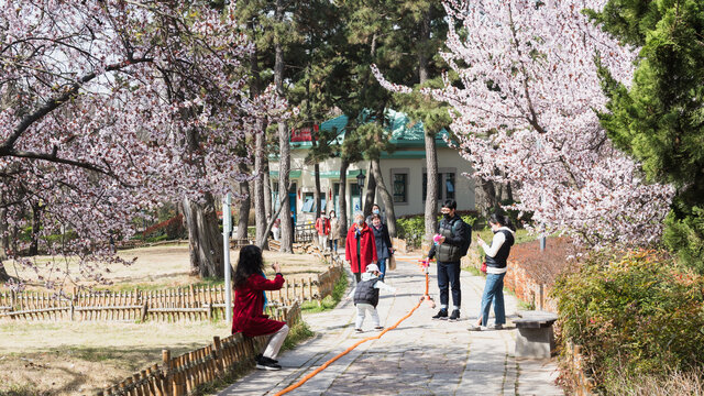 青岛中山公园盛开的樱花大道