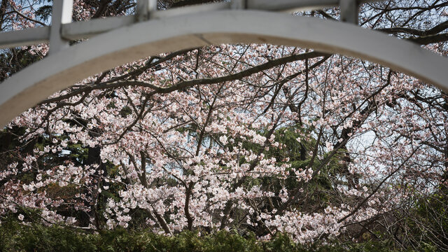 青岛中山公园盛开的樱花大道