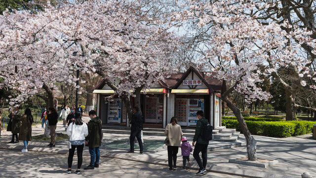 青岛中山公园盛开的樱花大道