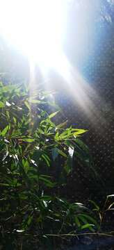 阳光透过竹子自然风光