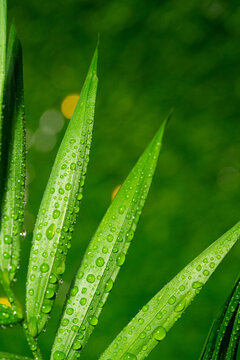 雨水