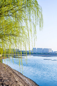 潍河的春天