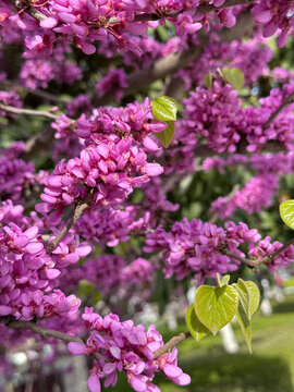 春日紫荆树
