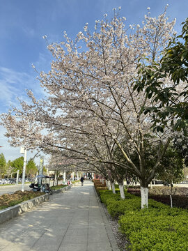路边的樱花树