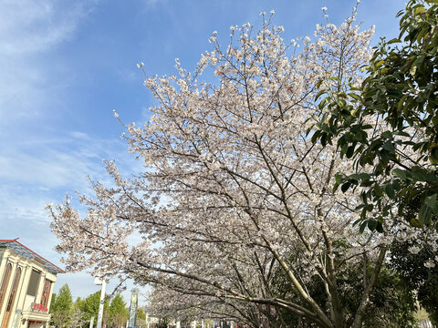 樱花