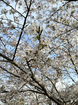 樱花树