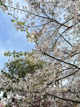 樱花树