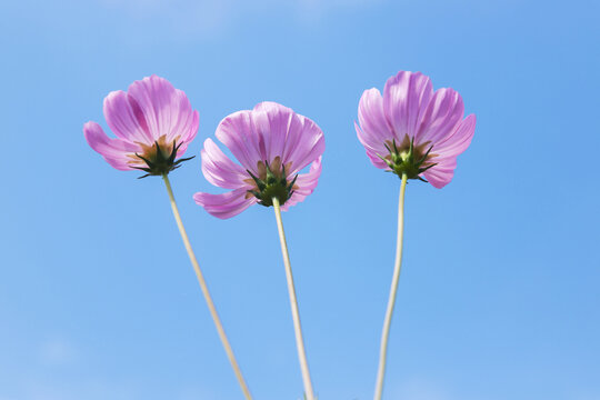 桑格花天空