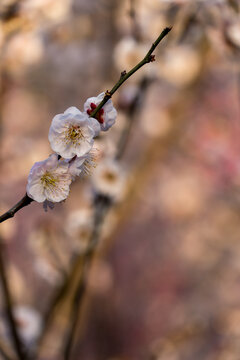 白色梅花