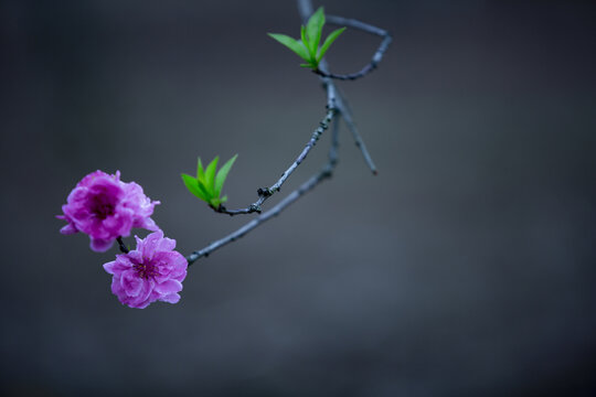 桃花特写