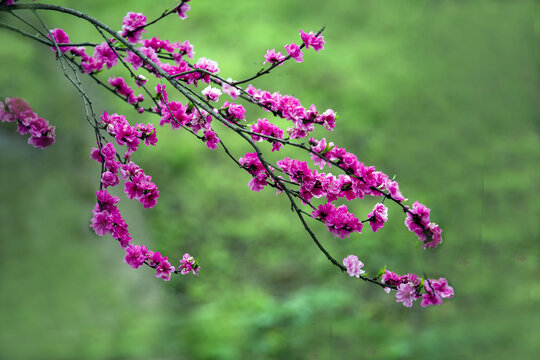 桃花枝