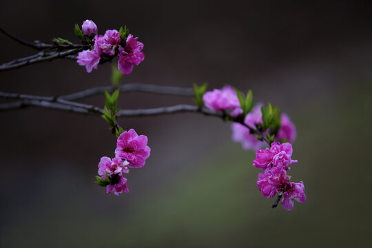 桃花红