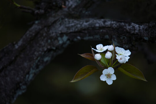 一枝梨花迎春