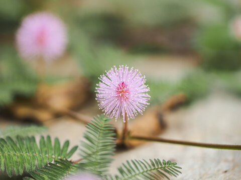 含羞草花