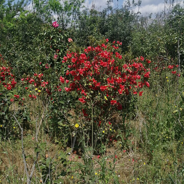 杜鹃花