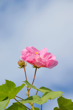 木芙蓉素材