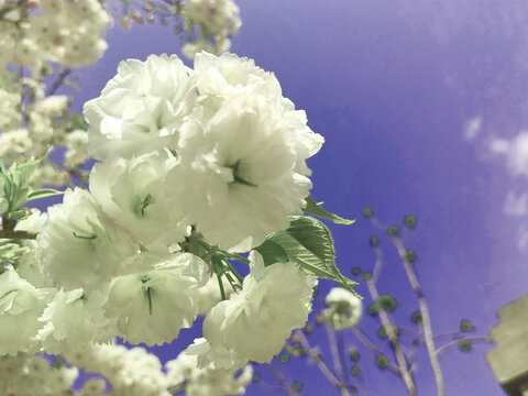 蓝天下盛开的白色樱花