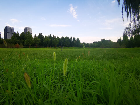 天空绿草地毛毛草