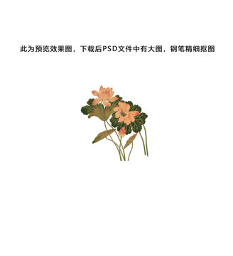 荷花