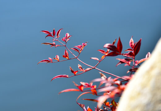 湖畔红叶