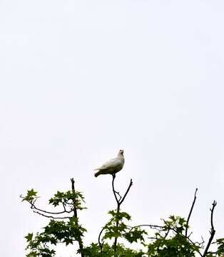 白鸽站立枝头