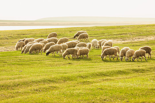 羊群夏季草原牧场河流