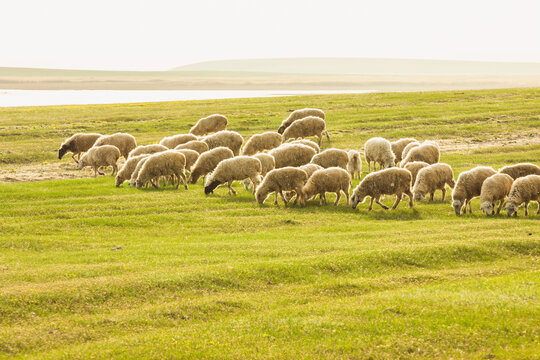 夏季草原牧场放牧羊群