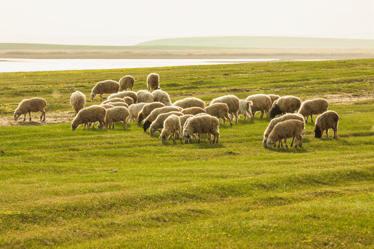 羊群绵羊吃草