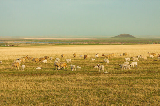 春天草原羊群牧场