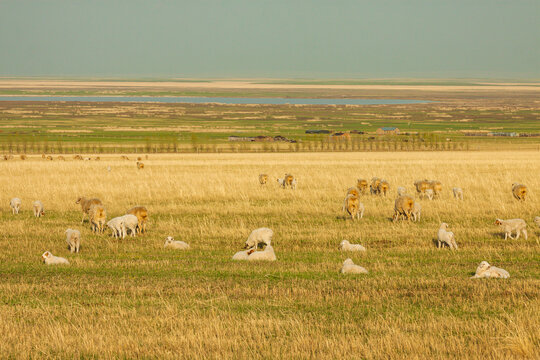 春天草原牧场羊群