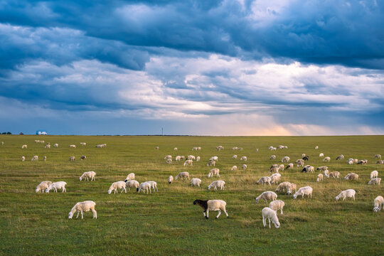 草原傍晚羊群牧场