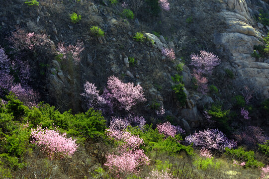 深山桃花