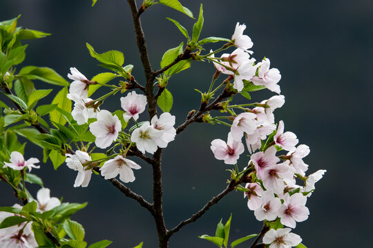 樱花