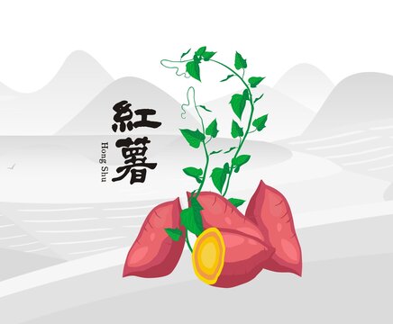 红薯插画