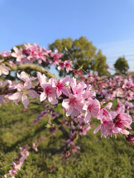 蓝天桃花源