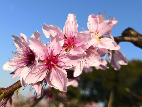 盛开桃花