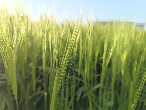 青麦特写