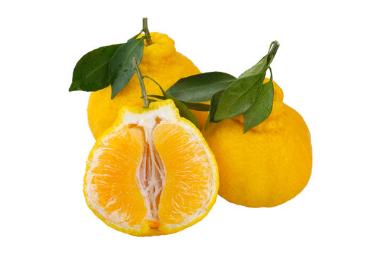 柠檬丑橘