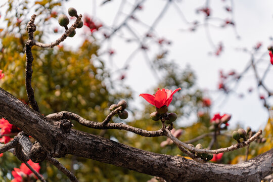 木棉花