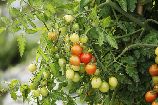 种植园小番茄