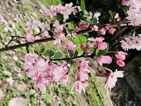盛开的樱花