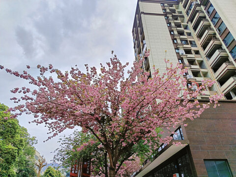 盛开的樱花树