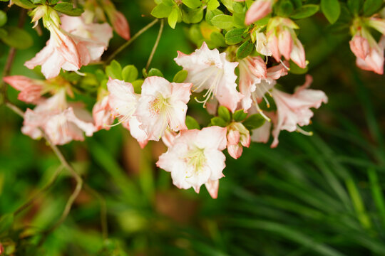 粉色杜鹃花