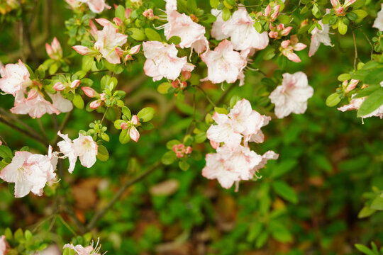 粉色杜鹃花