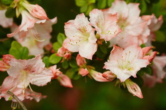 粉色杜鹃花