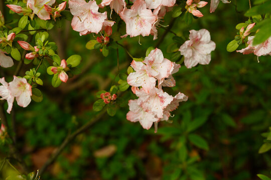 粉色杜鹃花