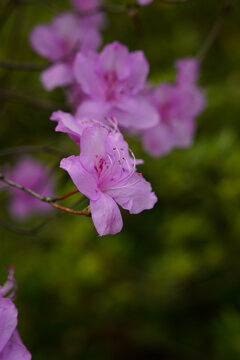 粉色杜鹃花