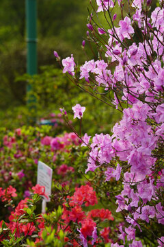 粉色杜鹃花