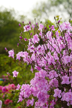 粉色杜鹃花