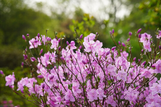 粉色杜鹃花